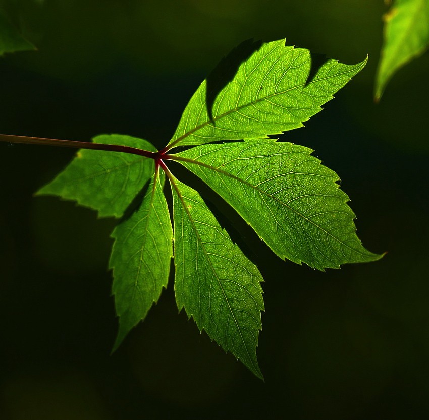 Web Design That Doesn’t Cost The Earth… IT SAVES IT!