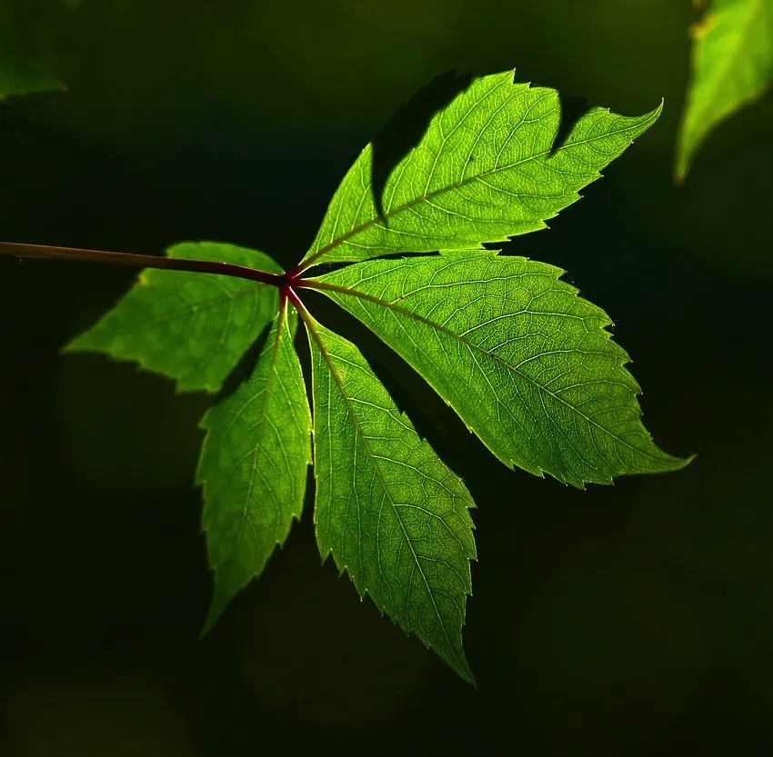 Web Design That Doesn’t Cost The Earth… IT SAVES IT!