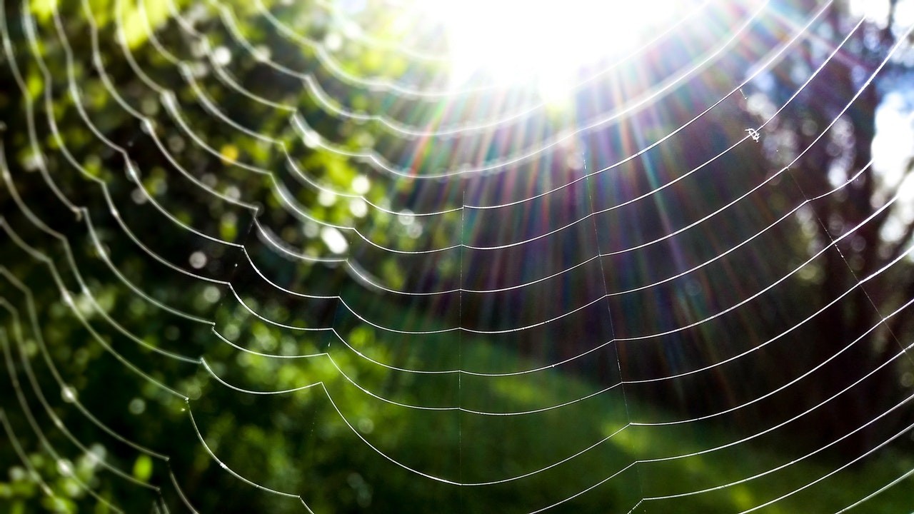 A spider's web