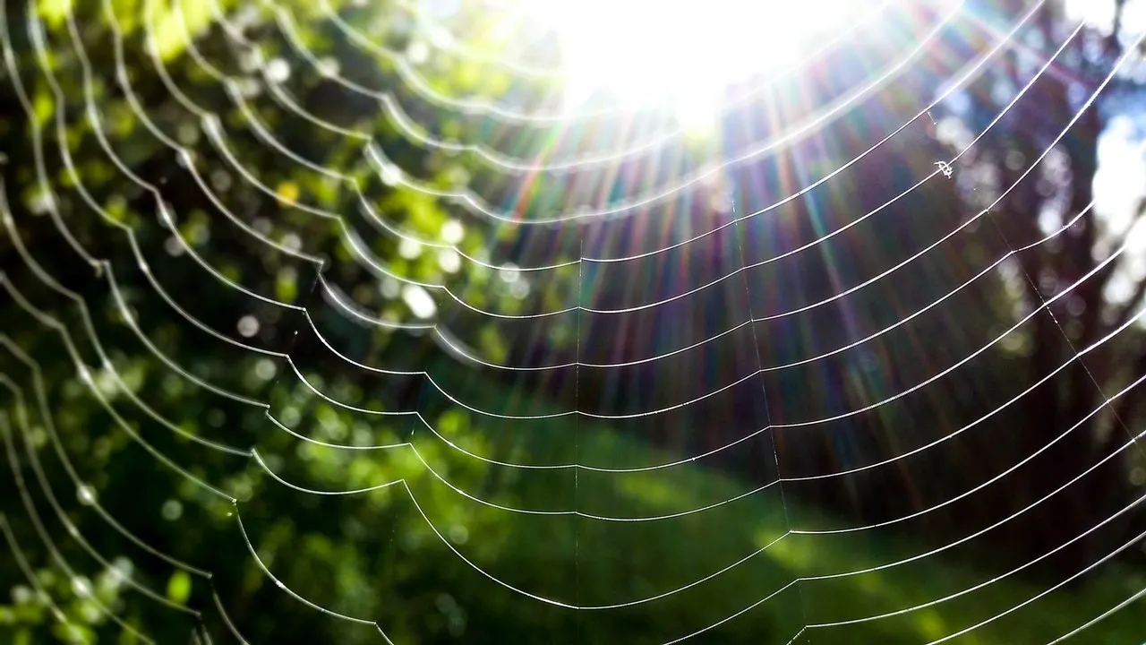 A spider's web