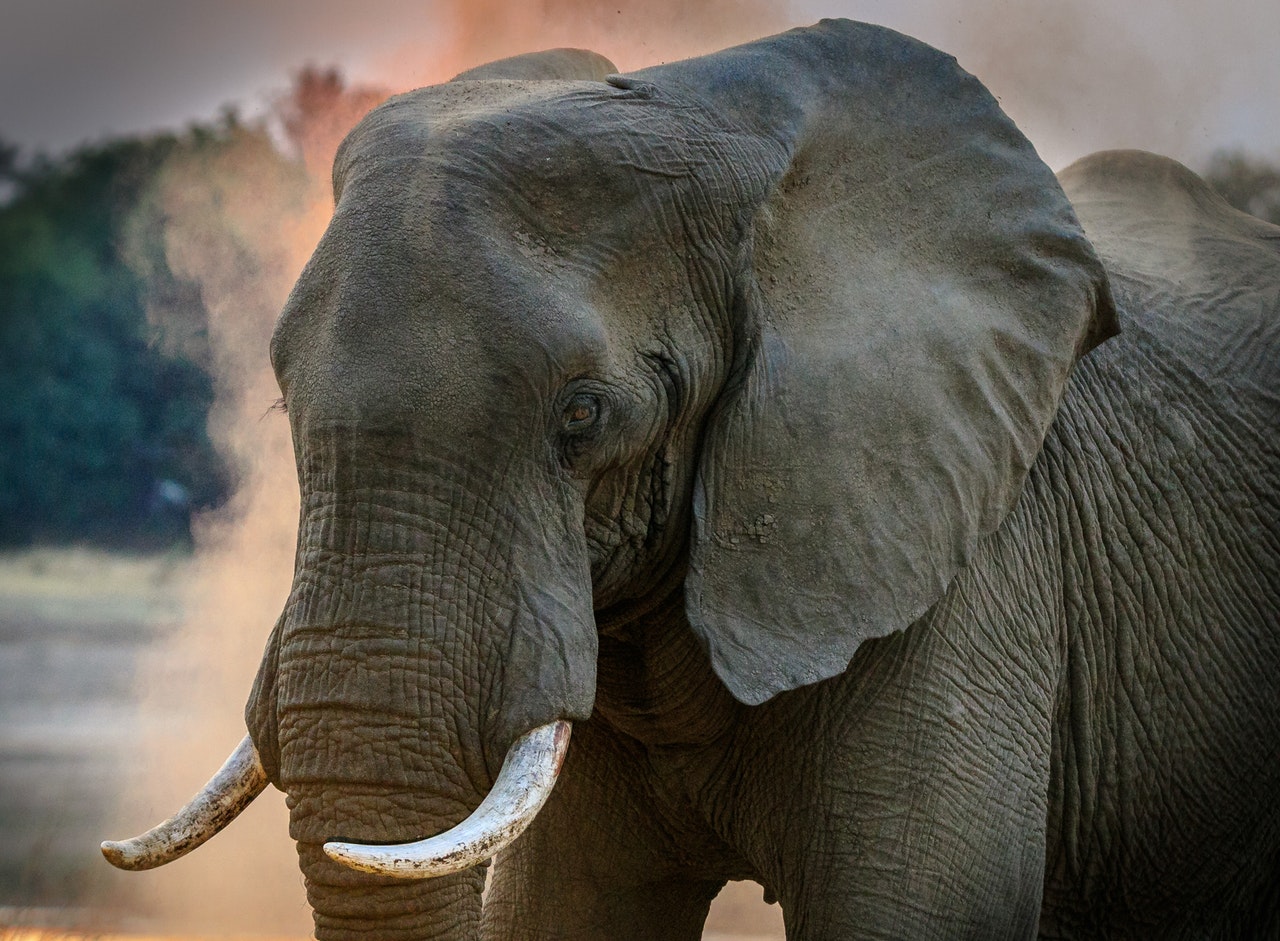 Elephant in the room