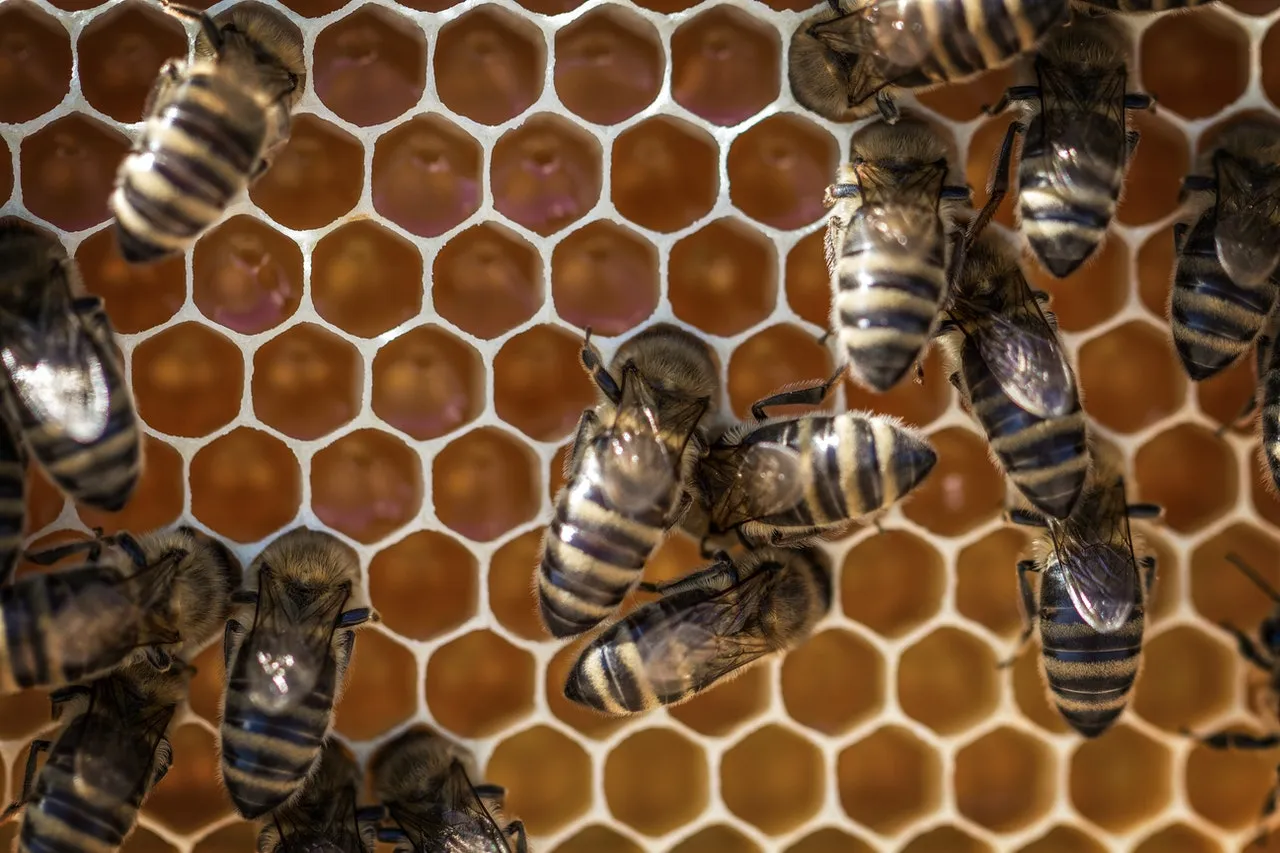 Honey Combs
